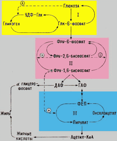 Активность ферментов второго субстратного цикла
