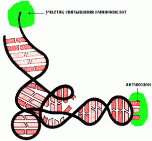 Образование пространственной структуры белков