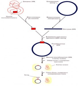 Получение рекомбинантной ДНК