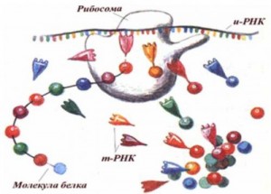 Биосинтез РНК