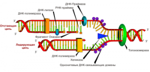 ДНК-полимераза