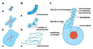 Негистоновые белки хромосом