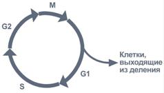 Репликация и фазы клеточного цикла