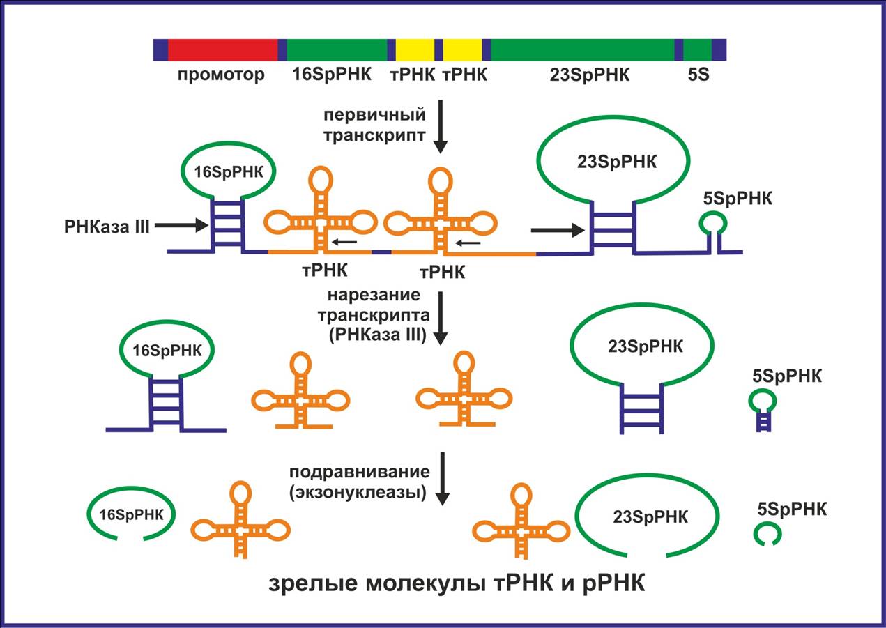 Т рнк синтезируется. Процессинг РНК эукариот и прокариот. Процессинг РНК У прокариот. Процессинг ТРНК И РРНК У эукариот. Процессинг РРНК У прокариот.