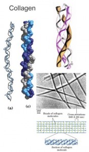 Фибриллярные белки