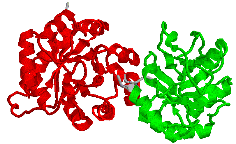 Доменная структура белков