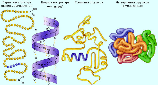 Первичная структура белков